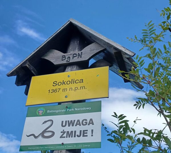 drogowskaz górski:na żółtym napis Sokolica, poniżej "Uwaga żmije"