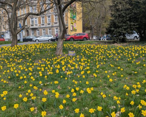Pola Nadziei – uczestnicy